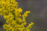 Goldenrod